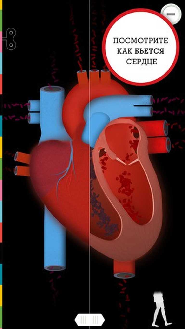The Human Body